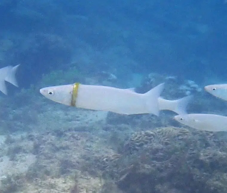 Peixe flagrado com aliança no corpo