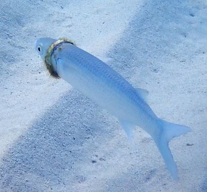 Foto do peixe com o anel preso no ''pescoço''.