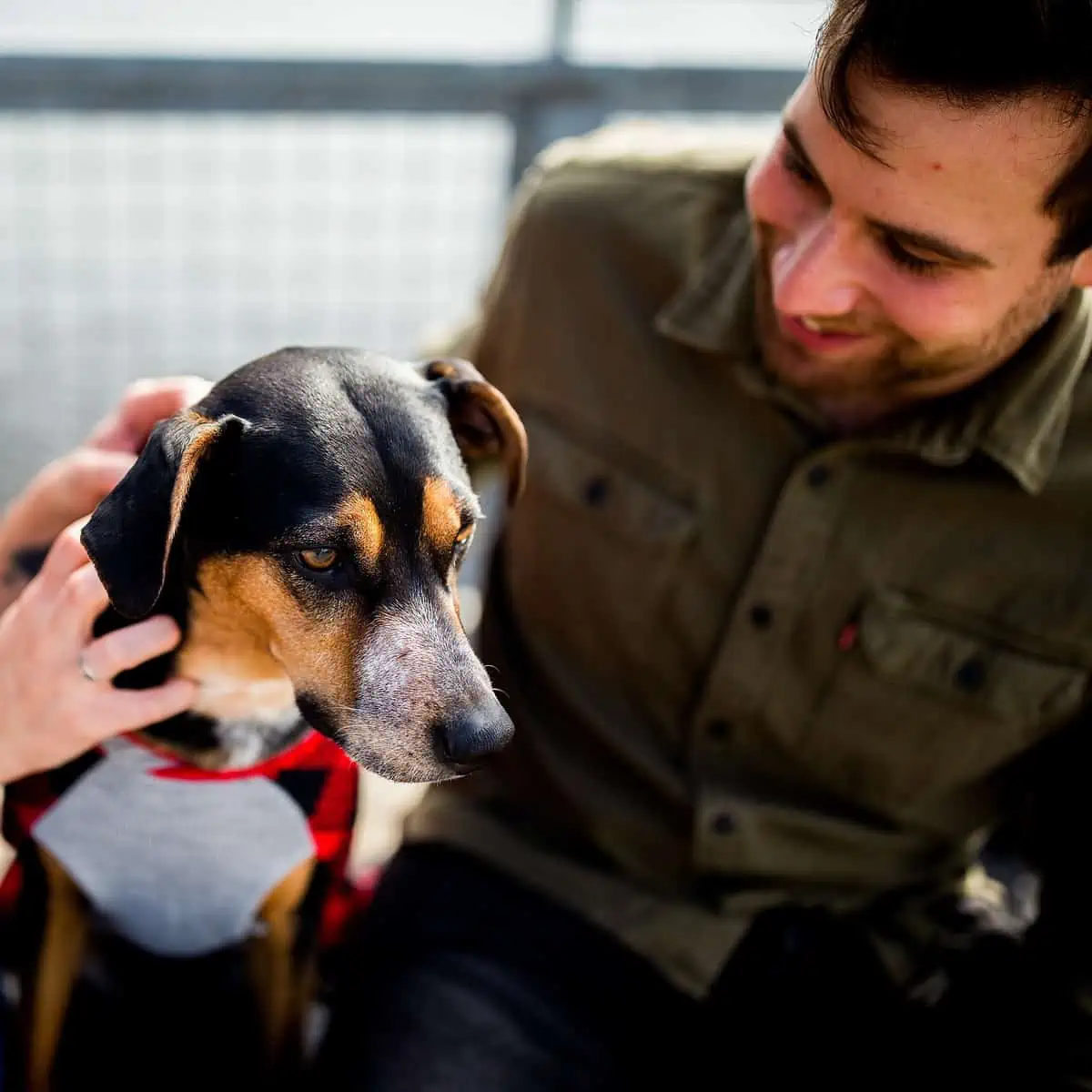 Adotar um pet pode ajudar no seu relacionamento?