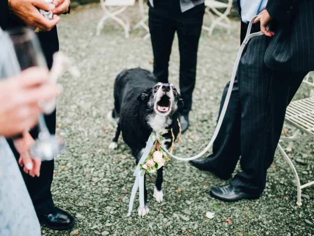 Cachorro latindo no casamento, em volta dele tem alguns convidados - como fazer um casamento pet friendly?