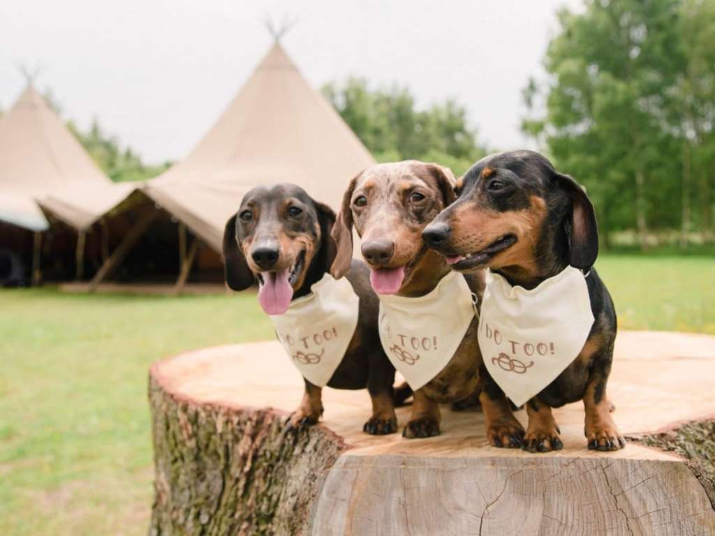 Três cachorros em cima de um tronco de árvore cortado, no fundo tem um casamento, eles estão com uma roupinha que diz eu aceito
